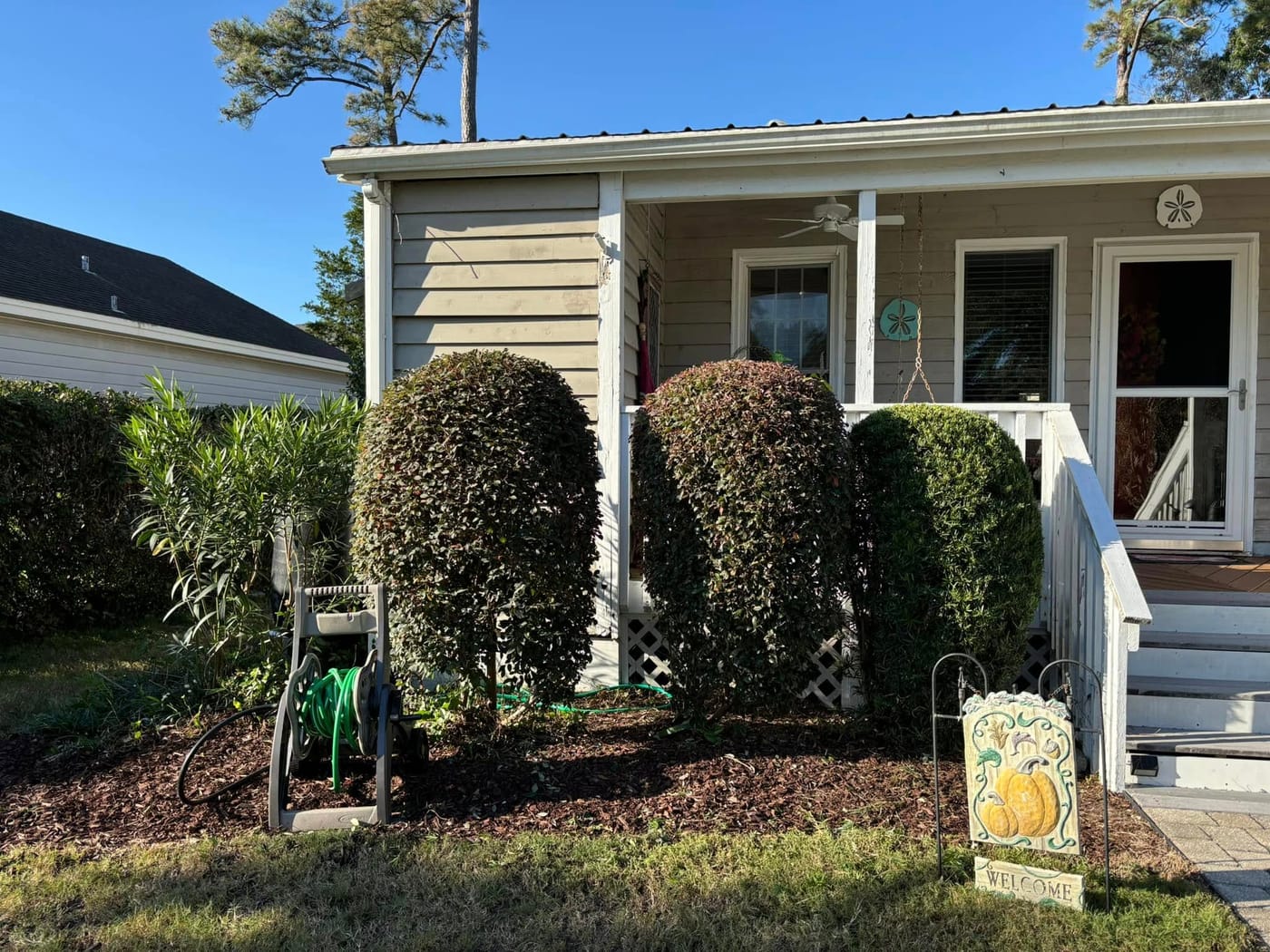 Neatly shaped shrubs after trimming