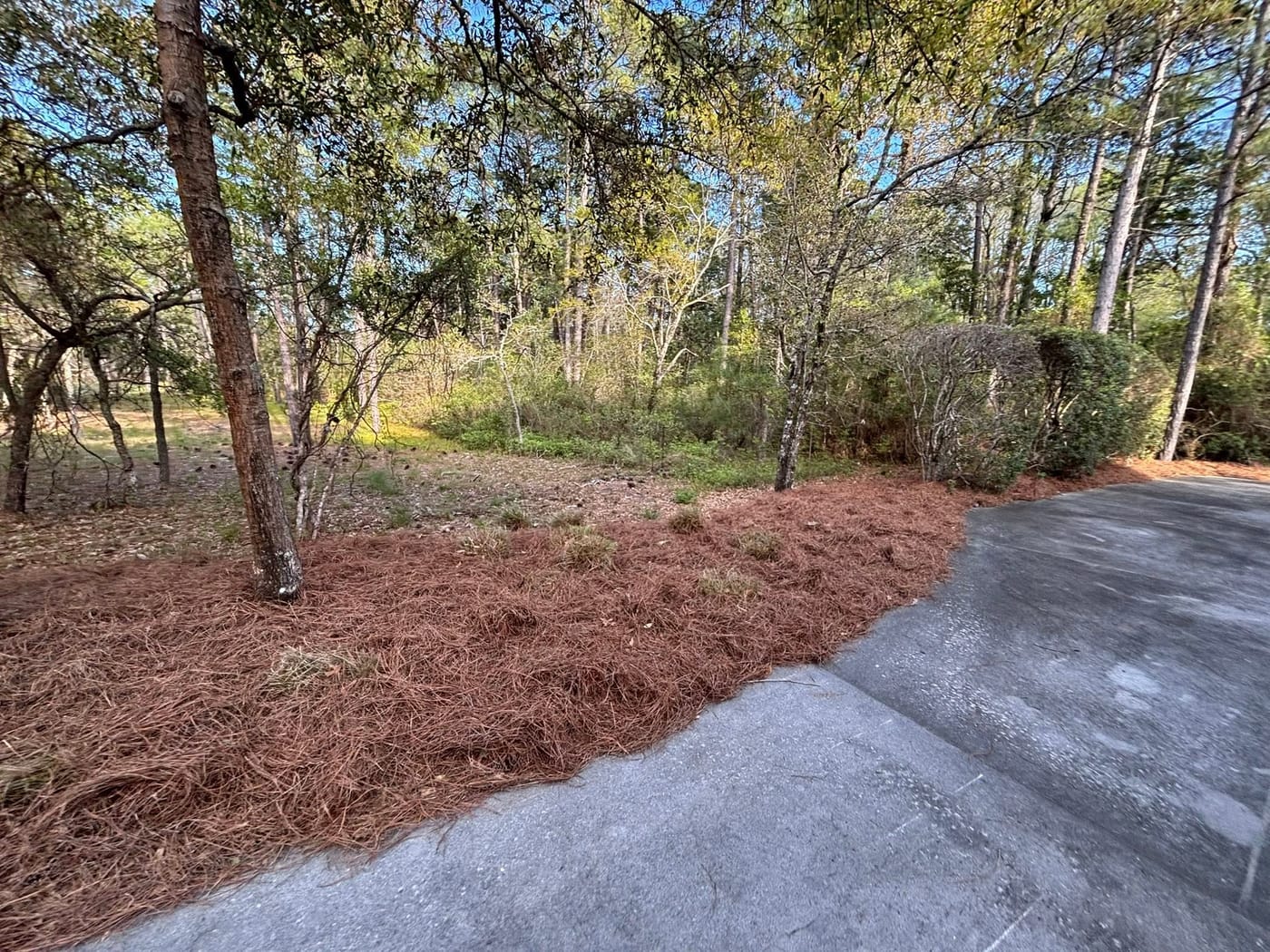 Fresh pine straw bed installed along a driveway